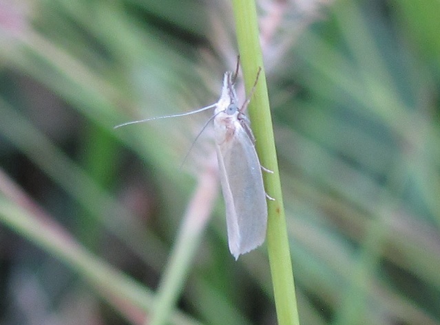 Crambus perlella (Crambidae)? S